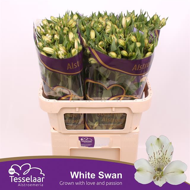 <h4>Alstroemeria white swan</h4>