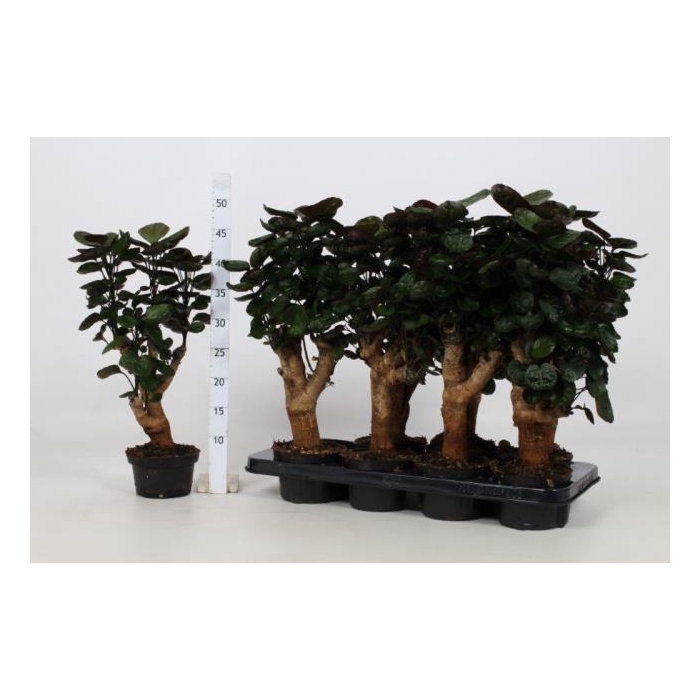 <h4>Polyscias Fabian 13Ø 50cm</h4>