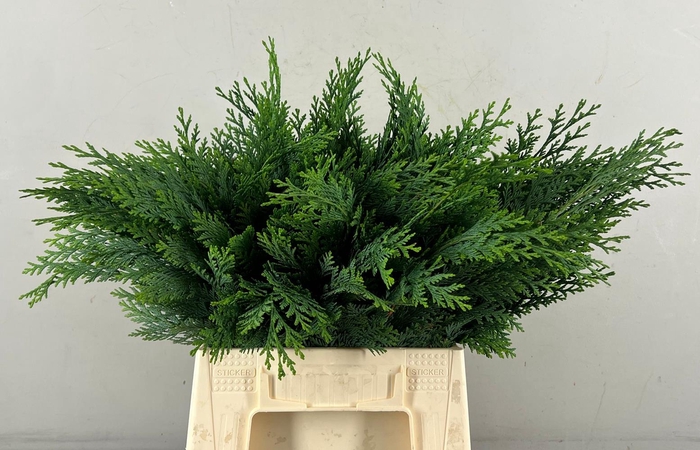 <h4>Leaf conifer green</h4>