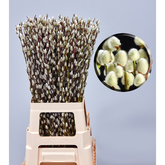 <h4>SALIX WILGENKATJES 70CM</h4>