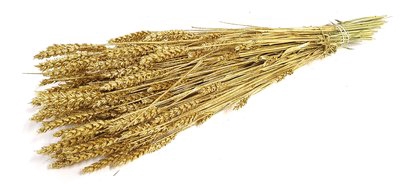 <h4>Triticum per bunch gold with glitter</h4>