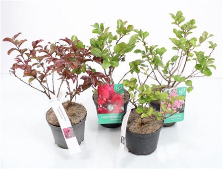 <h4>Lagerstroemia Indica Mix</h4>