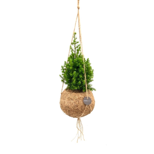 <h4>Kokodama 12 cm Chamaecyparis''Top Point''</h4>