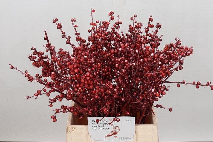 <h4>Ilex paint red</h4>