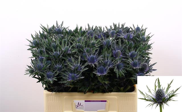 <h4>Eryngium orion questar</h4>