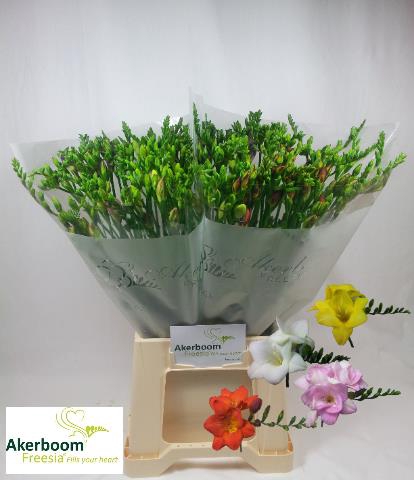 <h4>Freesia si mix in bunch Akerboom</h4>