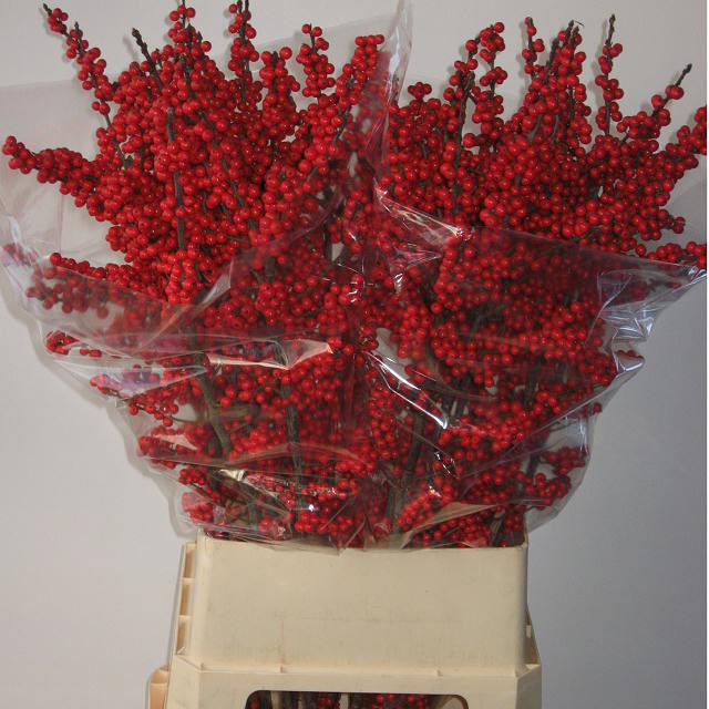 <h4>Ilex verticillata red</h4>