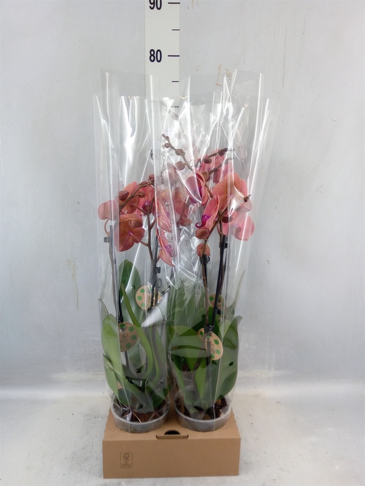 <h4>Phalaenopsis ...</h4>