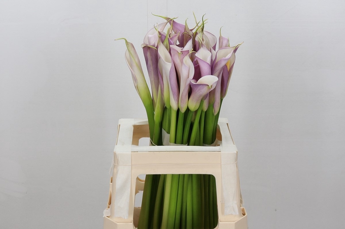 <h4>Zantedeschia eydolls purple white</h4>