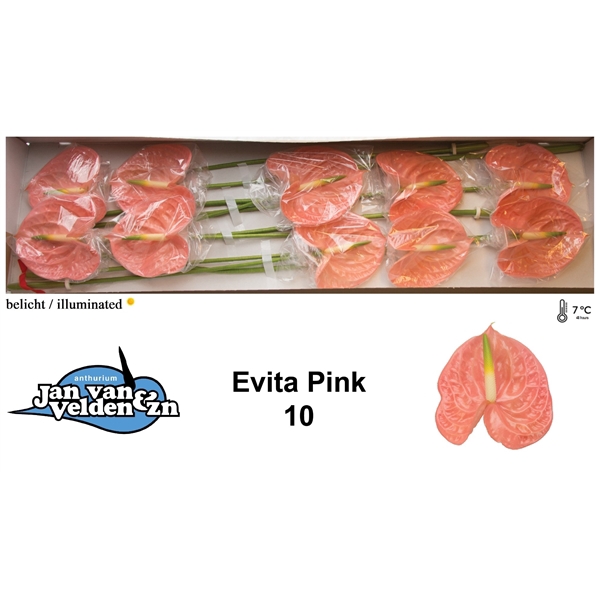 <h4>Evita Pink 10</h4>