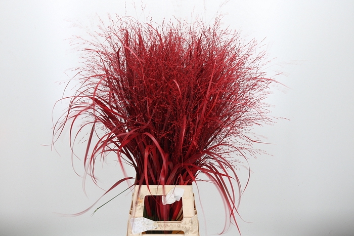 PP Flowers Webshop Laura Vita alizee 70 rood dames korte laarsjes | Theo Jansen