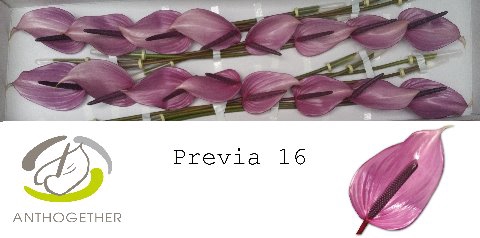 <h4>Anthurium previa</h4>