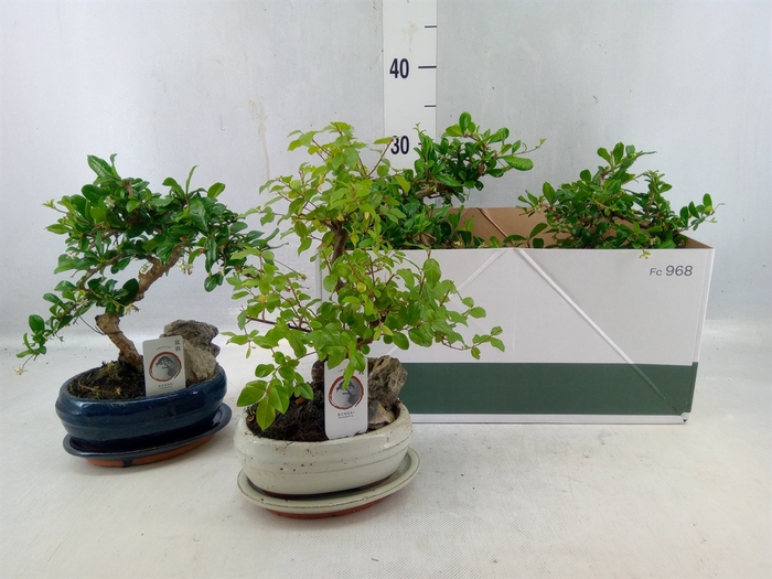 <h4>Bonsai ...mix</h4>