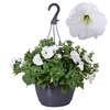 Hpot Petunia Mixkar