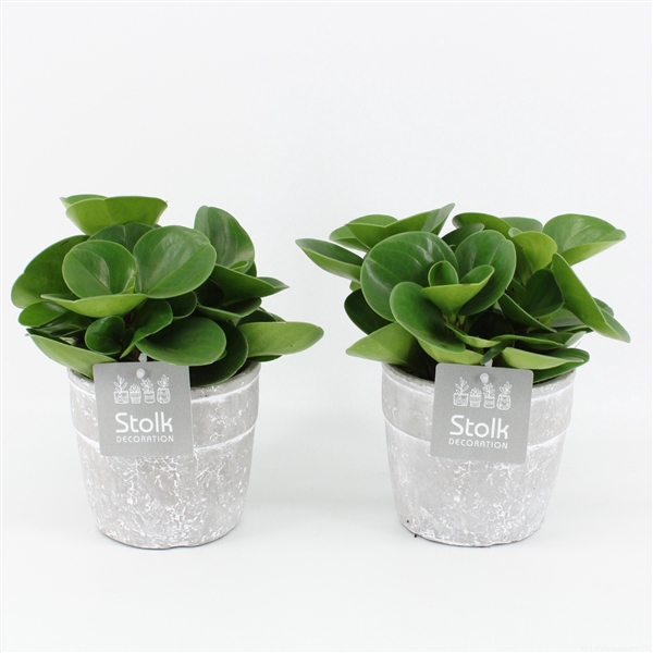 <h4>Peperomia Green Gold In Stone Look Pot</h4>