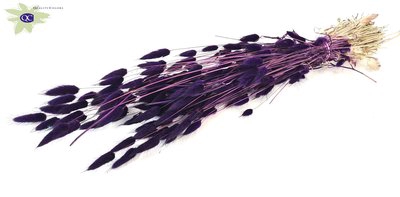 <h4>Lagurus per bunch purple</h4>