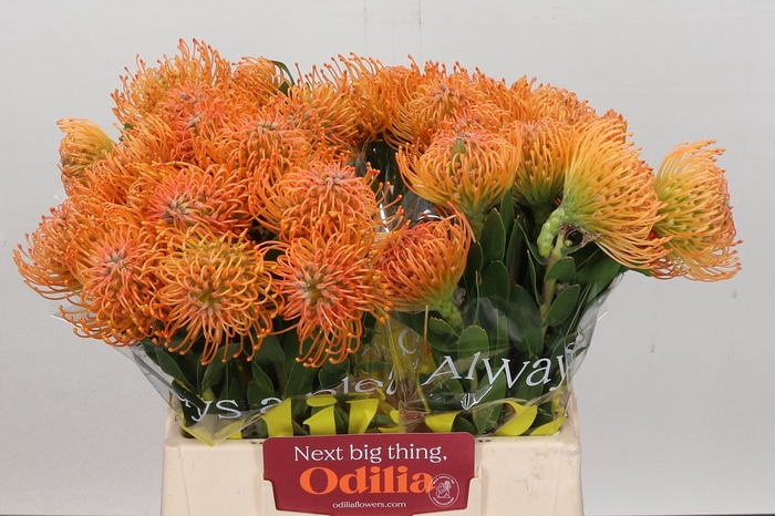 <h4>Nutans ayoba orange</h4>