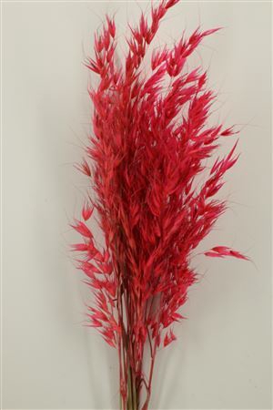 <h4>Dried Avena Wild Frosted Cerise Bunch</h4>
