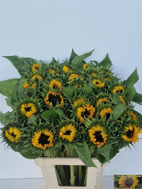 <h4>Helianthus sunrich orange</h4>