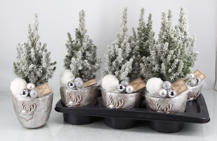 <h4>Picea glauca Perfecta</h4>