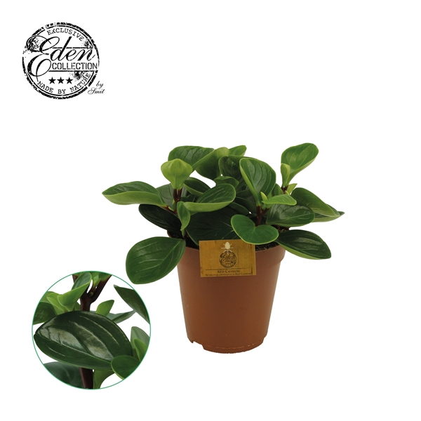 <h4>Peperomia Red Canyon 15cm</h4>
