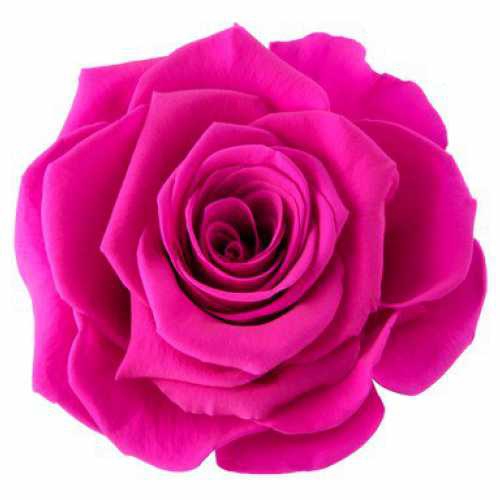 Rose Ava Hot Pink
