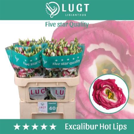 <h4>Eust G Excal Hot Lips (Lugt)</h4>