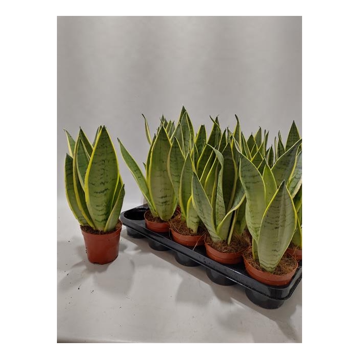 <h4>Sansevieria 12Ø 40cm</h4>