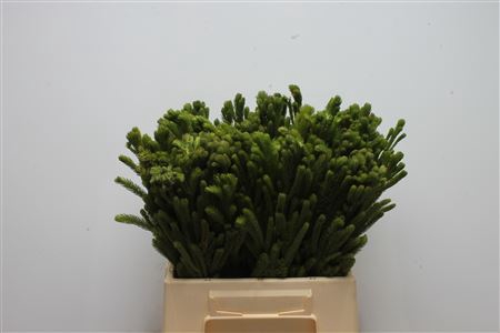 <h4>Kaaps Brunia Albiflora Green</h4>