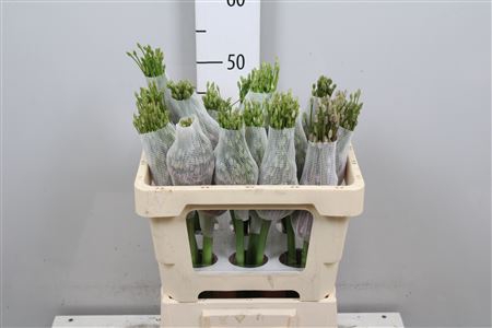 <h4>Allium Schubertii</h4>
