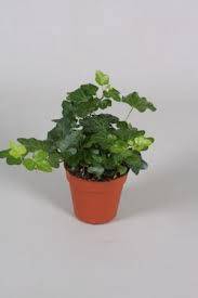 Hedera helix Divers