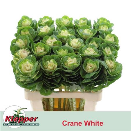 <h4>Brass White Crane</h4>