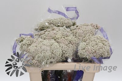 <h4>Ozothamnus cooks snow white</h4>