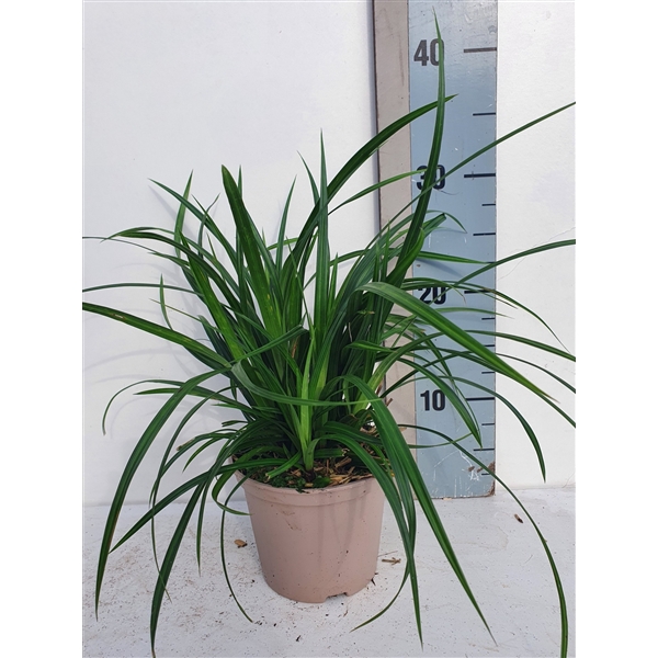 <h4>Carex mor. Irish Green</h4>