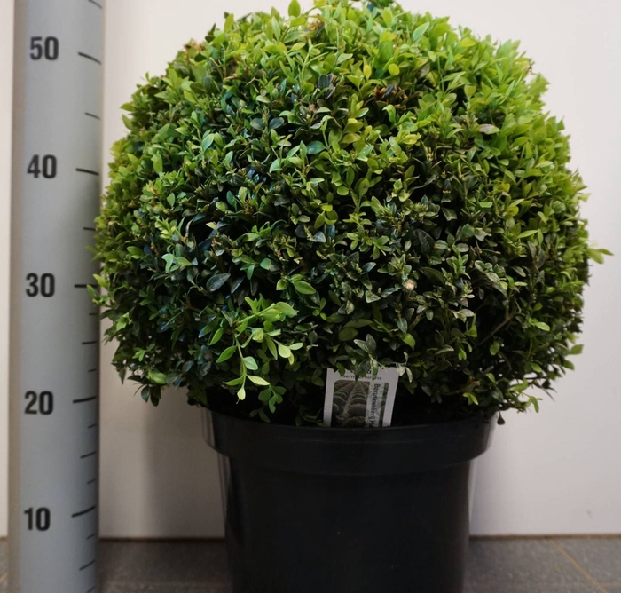 <h4>Buxus sempervirens</h4>