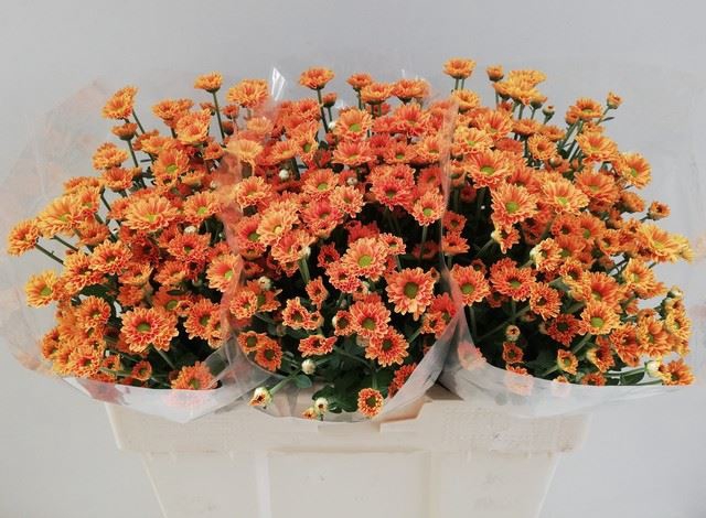 <h4>CHRYSANTHEMUM TROS. AAA KARIBU</h4>