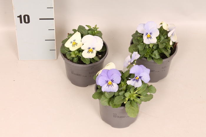 <h4>Viola cornuta F1 YTT</h4>