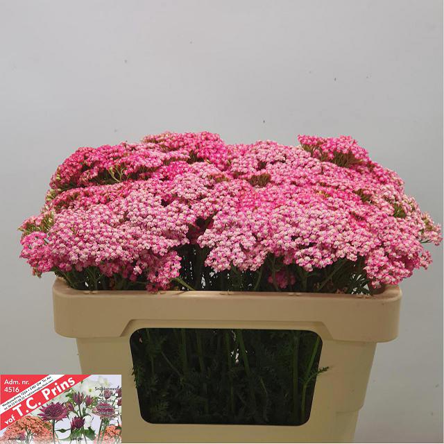 <h4>Achillea bianca classic</h4>