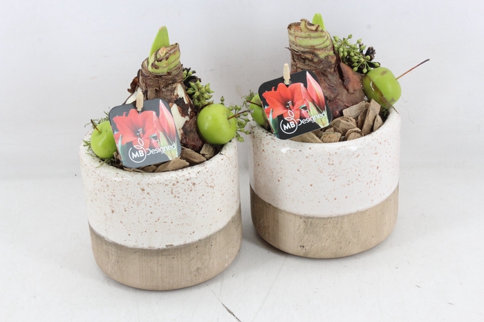 <h4>arr4 Amaryllis MB067 - Ker. rond x8 white</h4>