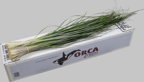 <h4>Leaf beargrass Orca</h4>