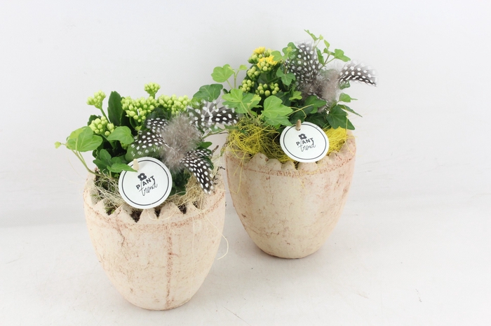 <h4>arr2 PL - Ker. ei naturel x4 - geel/wit</h4>