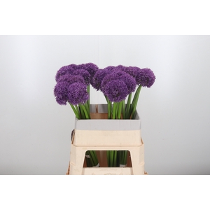 Allium Globemaster