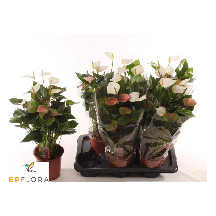 <h4>Anthurium Baby White 17Ø 55cm 6fl</h4>