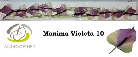 <h4>Anth A Max Violeta 10--824</h4>