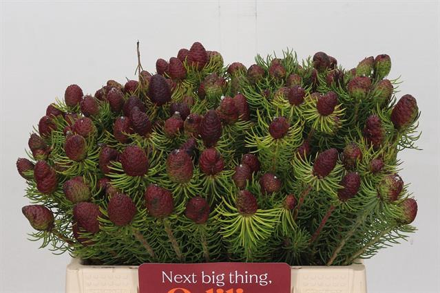 <h4>Cape green cumosum</h4>