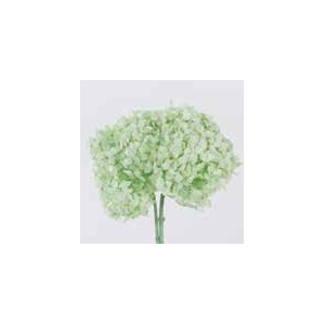 Hydrangea / Hortensia Mint Green HRT/0160