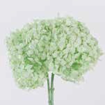 Hydrangea / Hortensia Mint Green HRT/0160