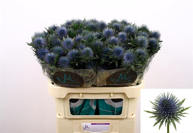 <h4>Eryngium magnetar questar</h4>