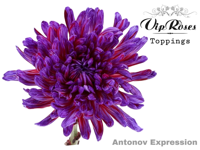 <h4>Chr G Vip Antonov Expression</h4>