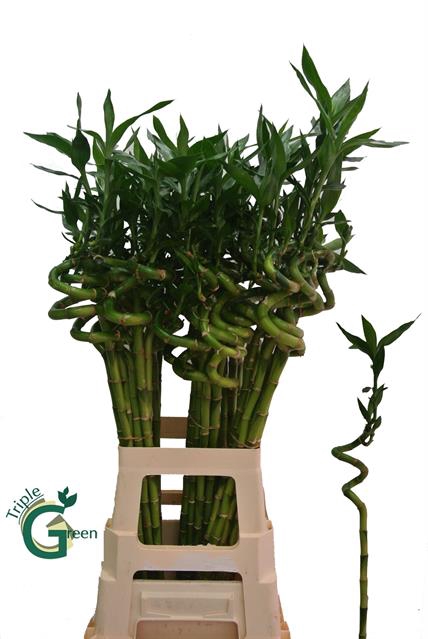 <h4>Bamboo lucky spiral + toef</h4>